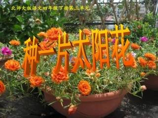 【种一片太阳花(北师大版下册)PPT课件