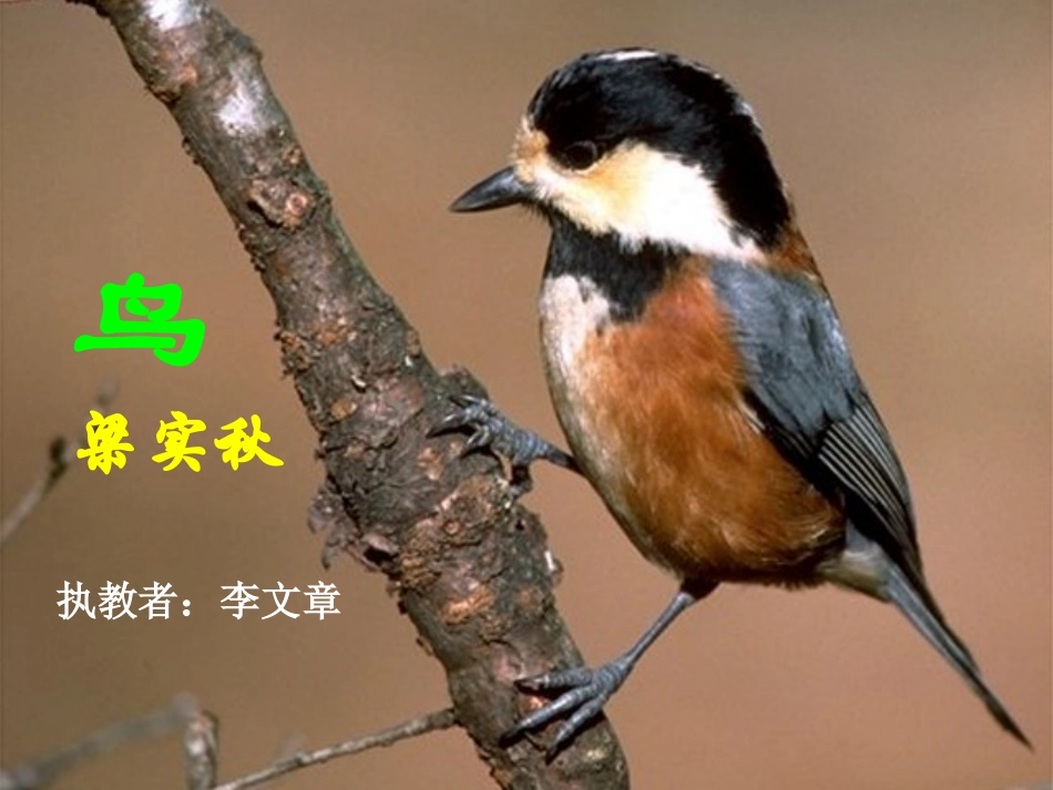 鸟(公开课课件)_第1页