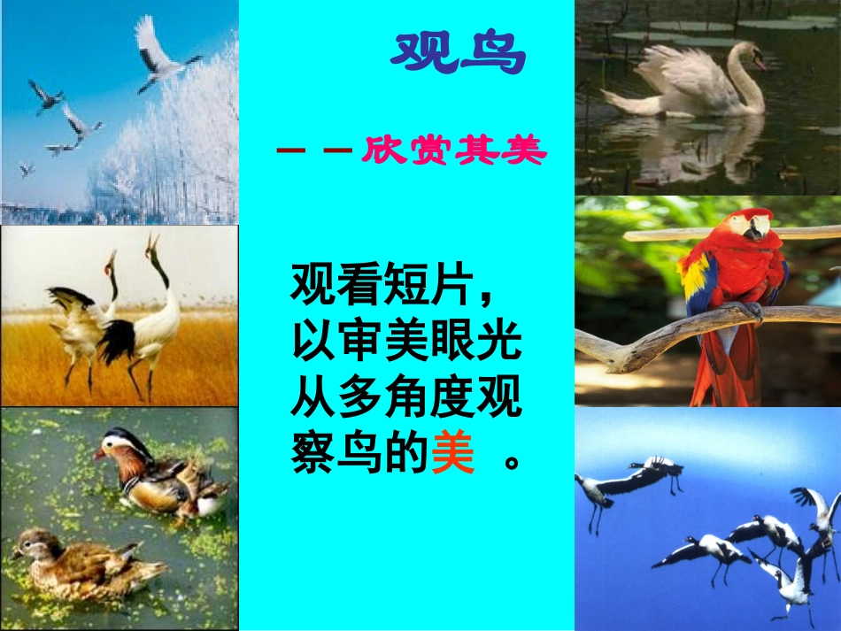 鸟(公开课课件)_第2页