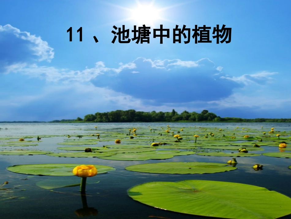 池塘中的植物_第1页