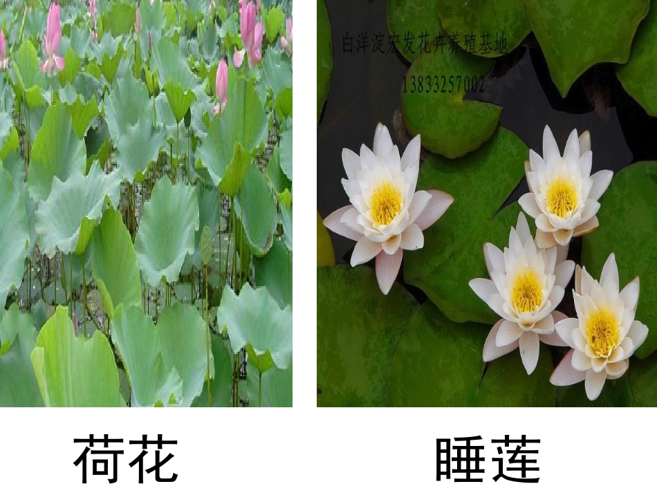 池塘中的植物_第2页