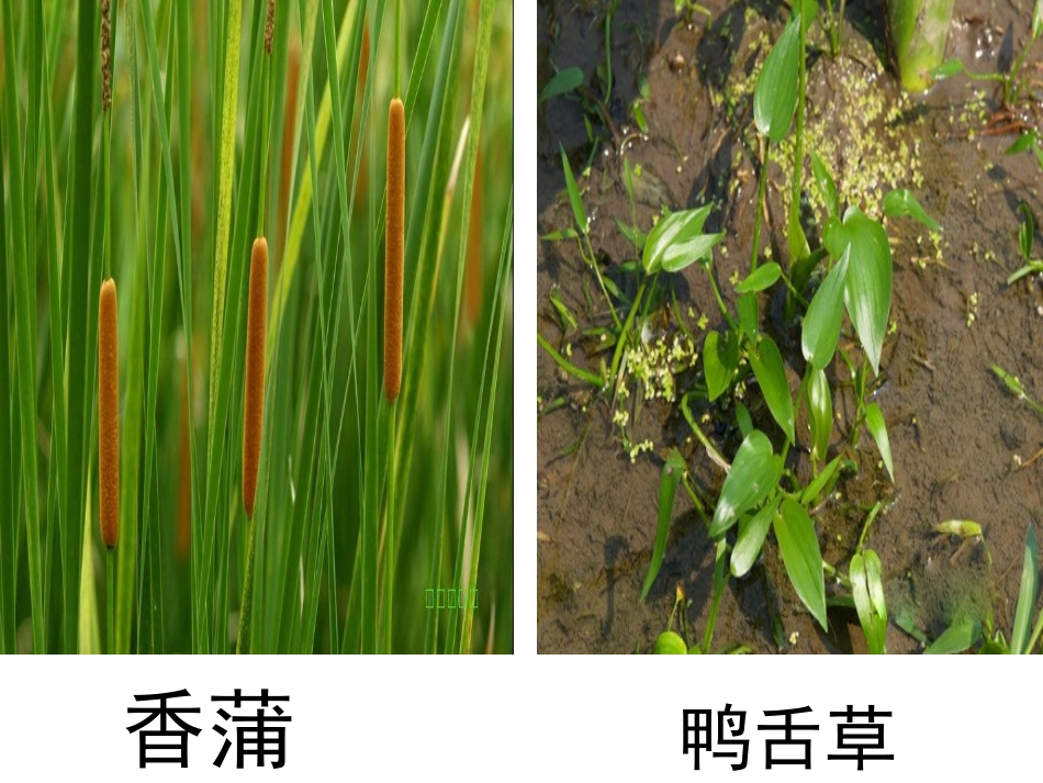 池塘中的植物_第3页