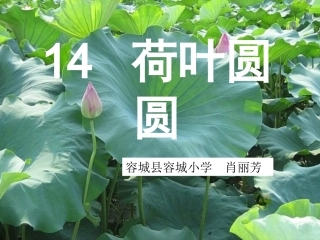 《荷叶圆圆》课件【27页】