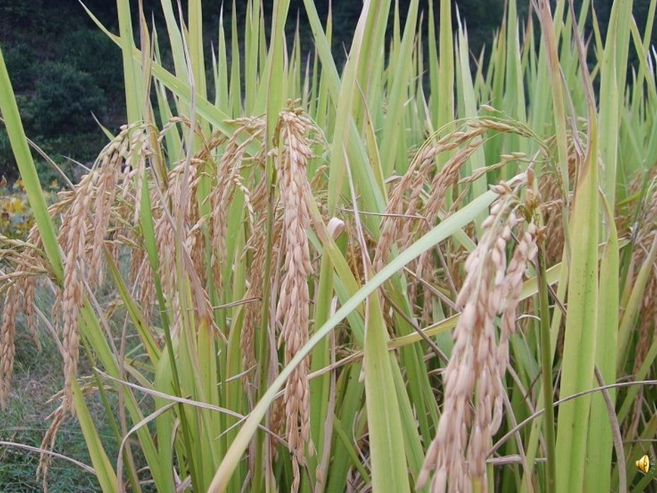 秋天到了课件_第2页