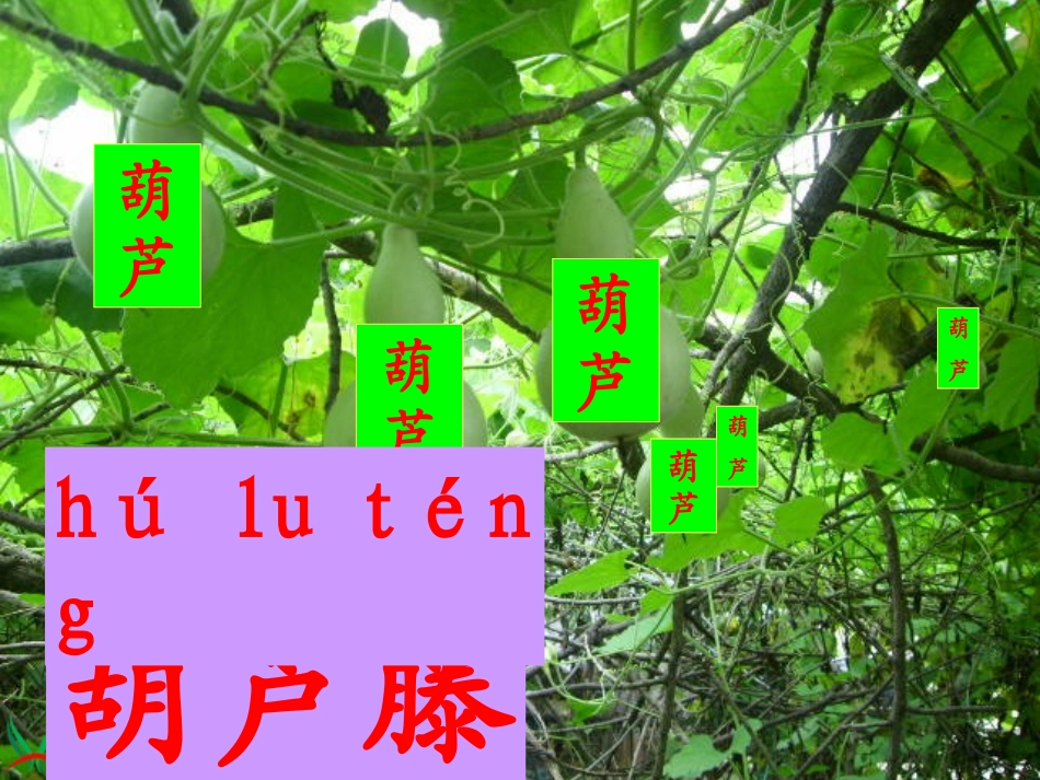 、我要的是葫芦_第3页