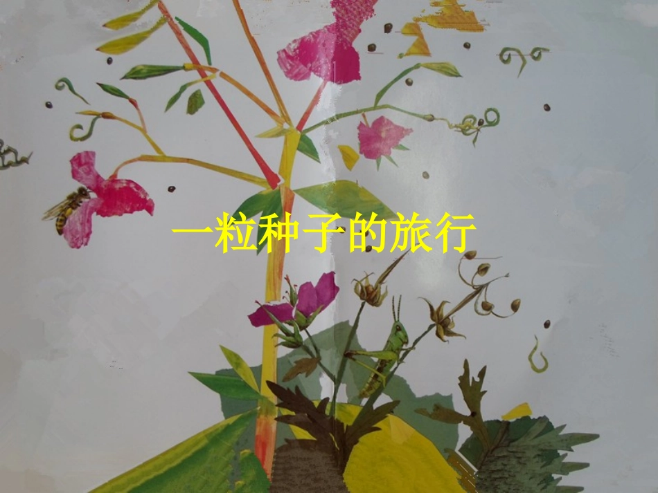小班语言：《一粒种子的旅行》PPT_第1页