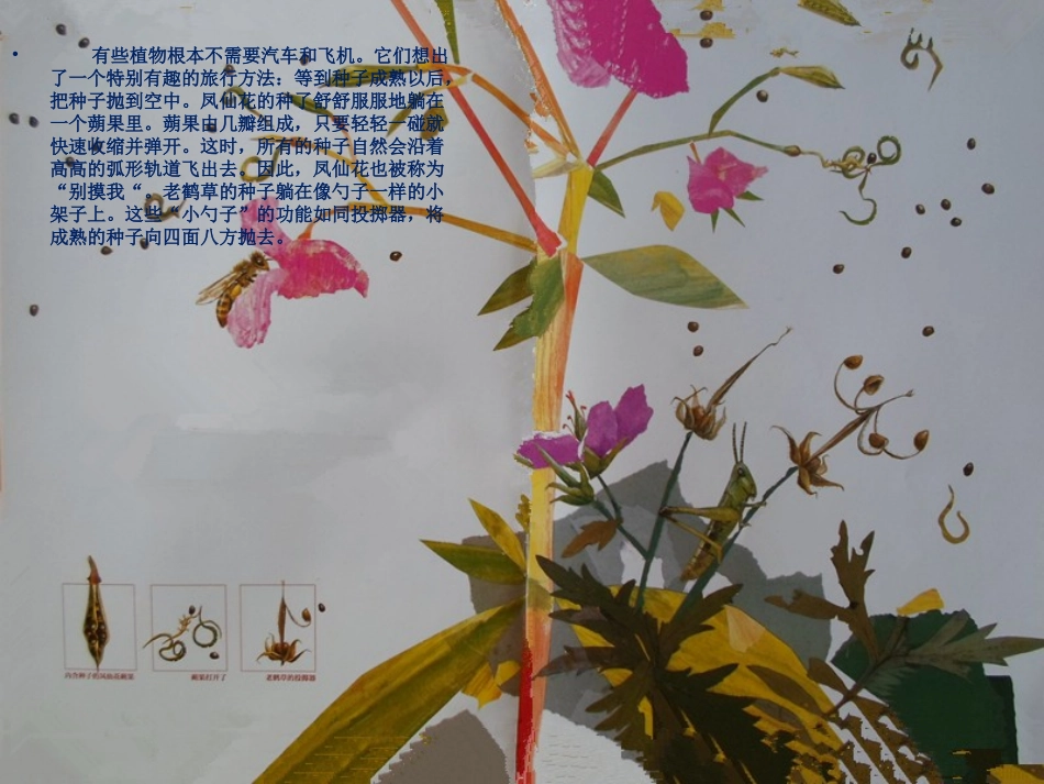 小班语言：《一粒种子的旅行》PPT_第3页