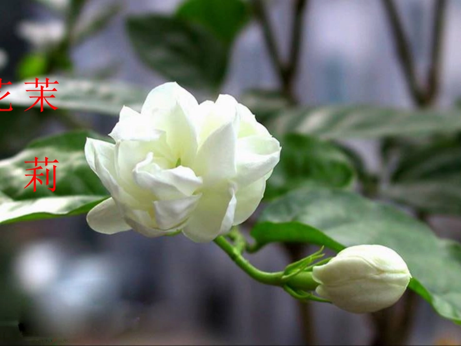 《花钟》PPT课件 (4)_第3页