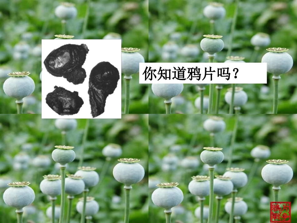 鸦片战争的烽烟（上课）_第2页