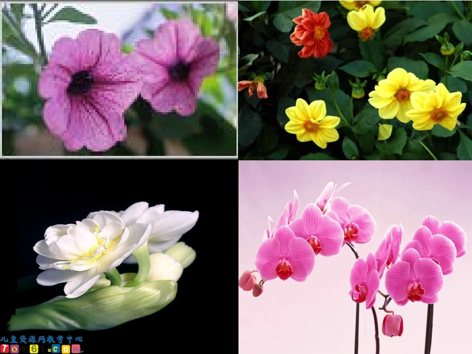 三年级上册13花钟_第3页