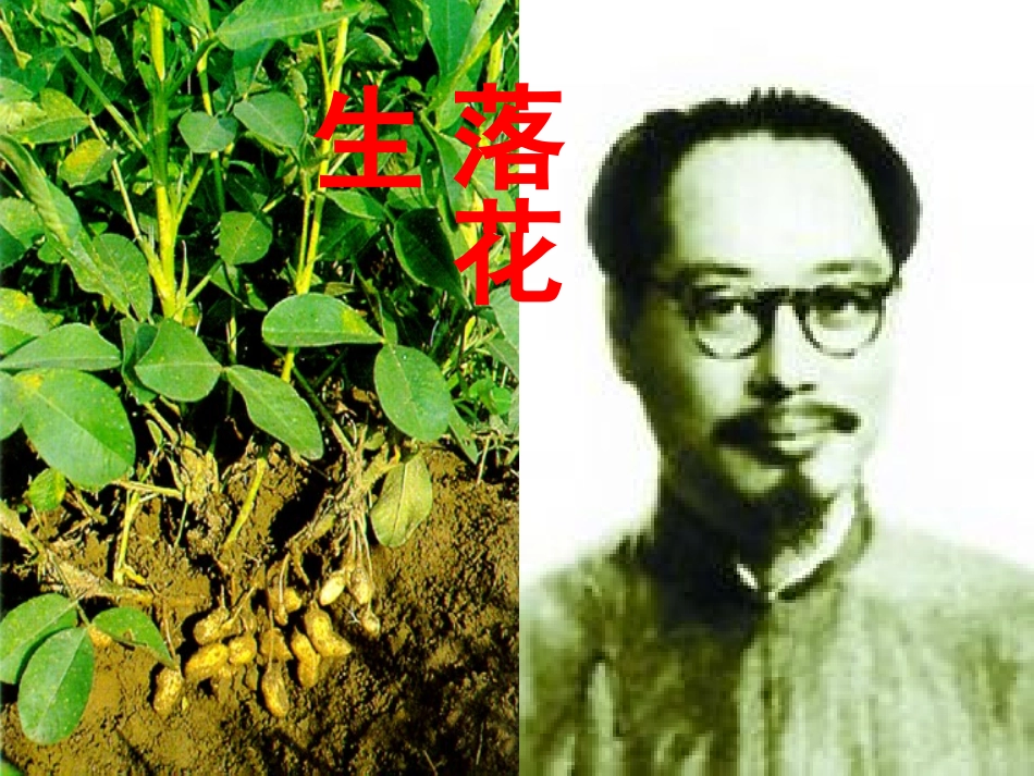 《落花生》课件 (7)_第1页