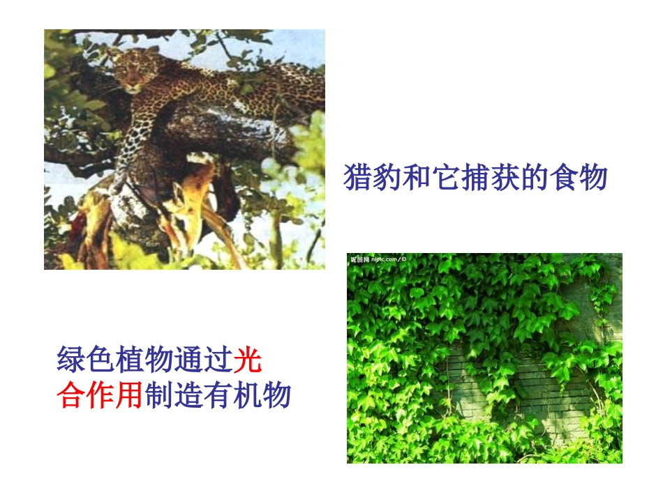 生物的基本特征_第2页