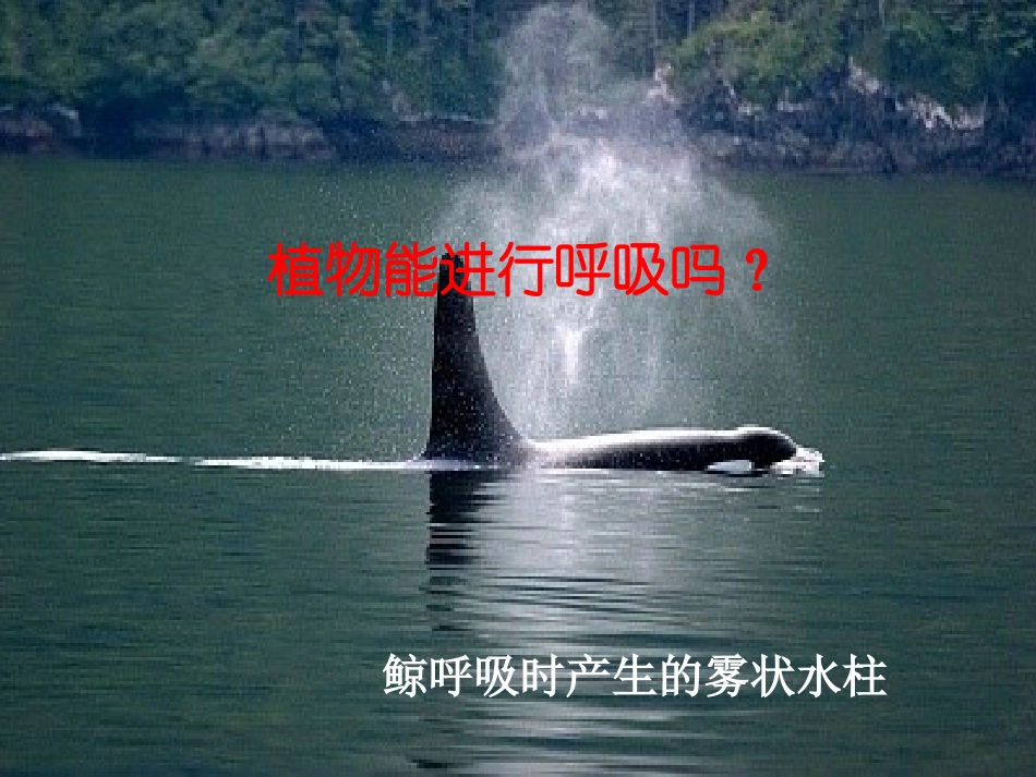 生物的基本特征_第3页