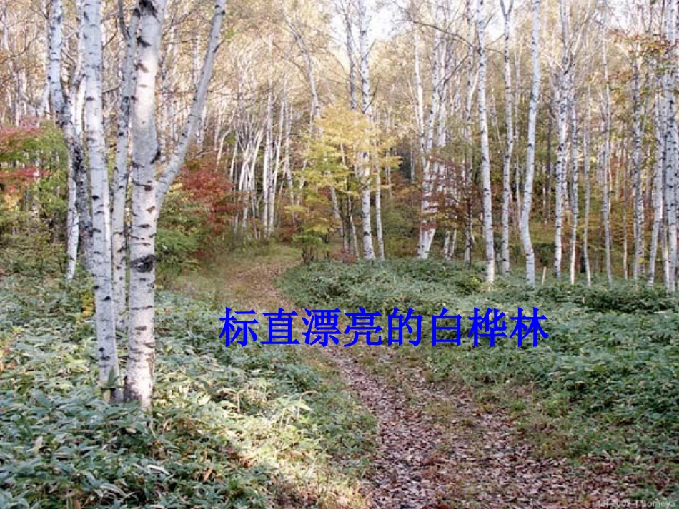 《土地的誓言》课件 (3)_第3页