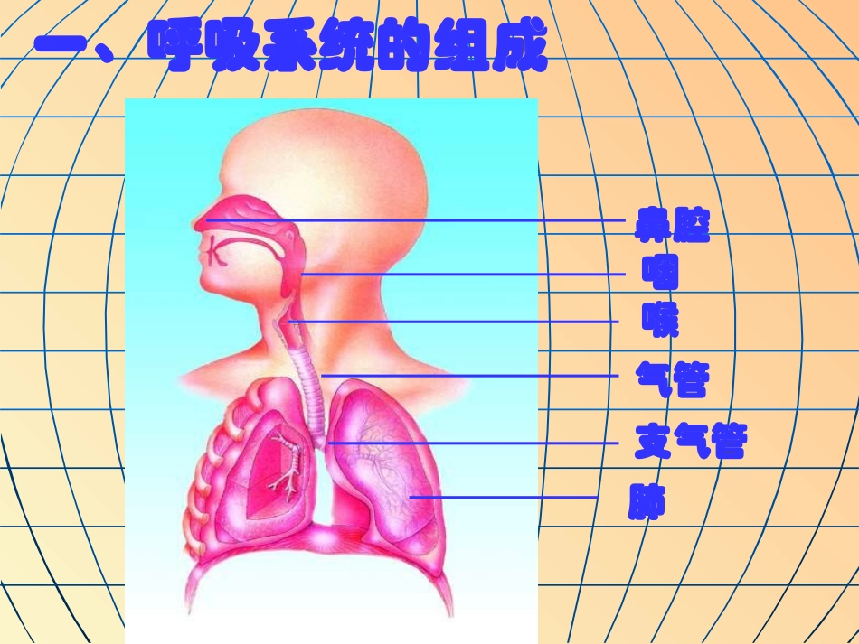 七年级生物人体的呼吸_第3页