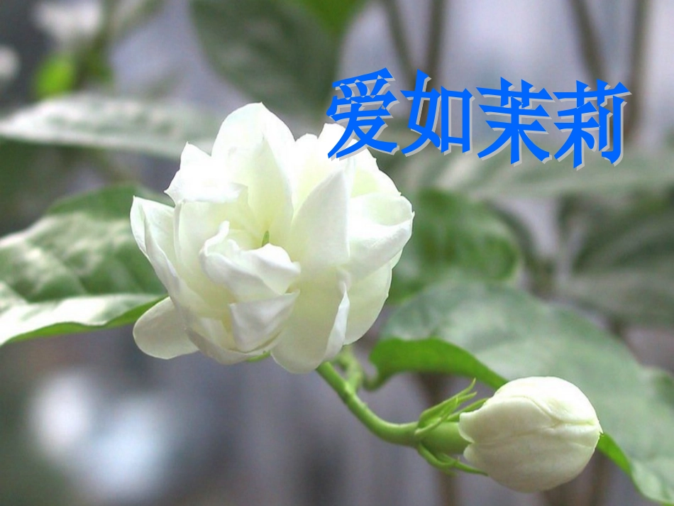 《爱如茉莉》课件_第2页