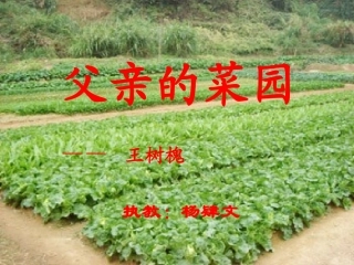 《父亲的菜园》PPT（新）
