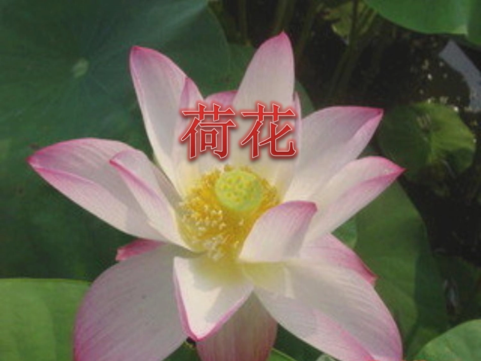 《荷花》 (2)_第1页