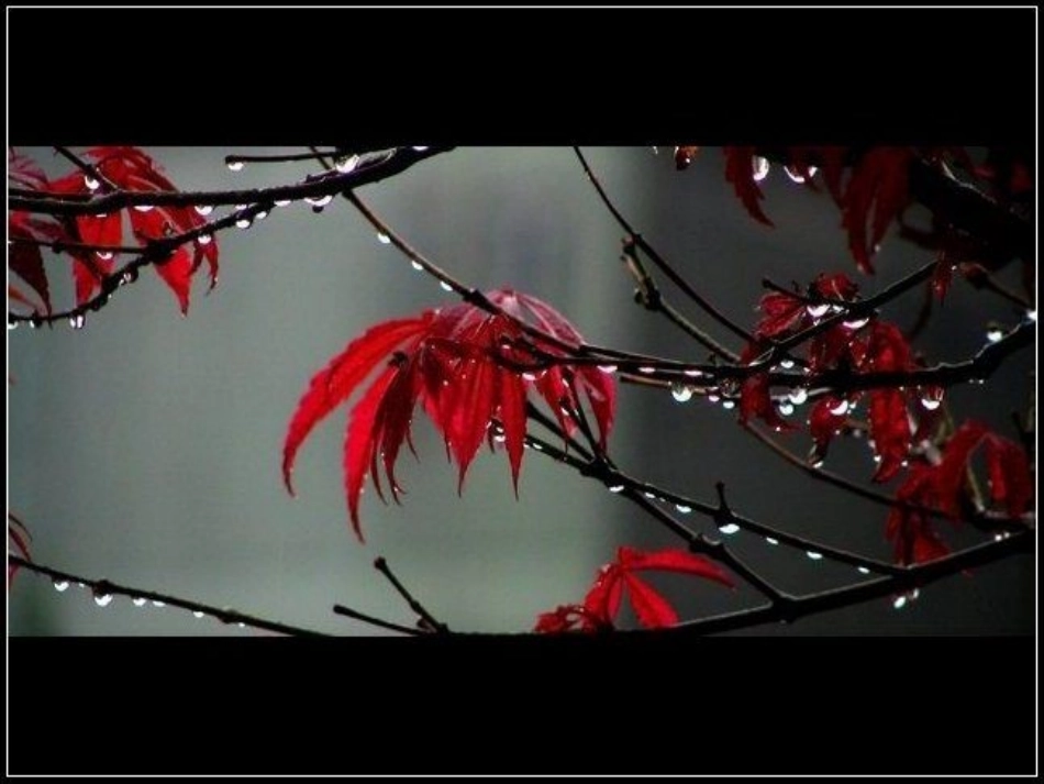 秋天的雨朗诵_第2页