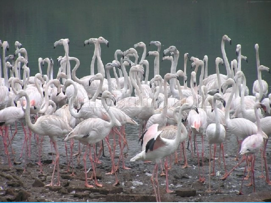 作为生物的社会 (2)_第3页