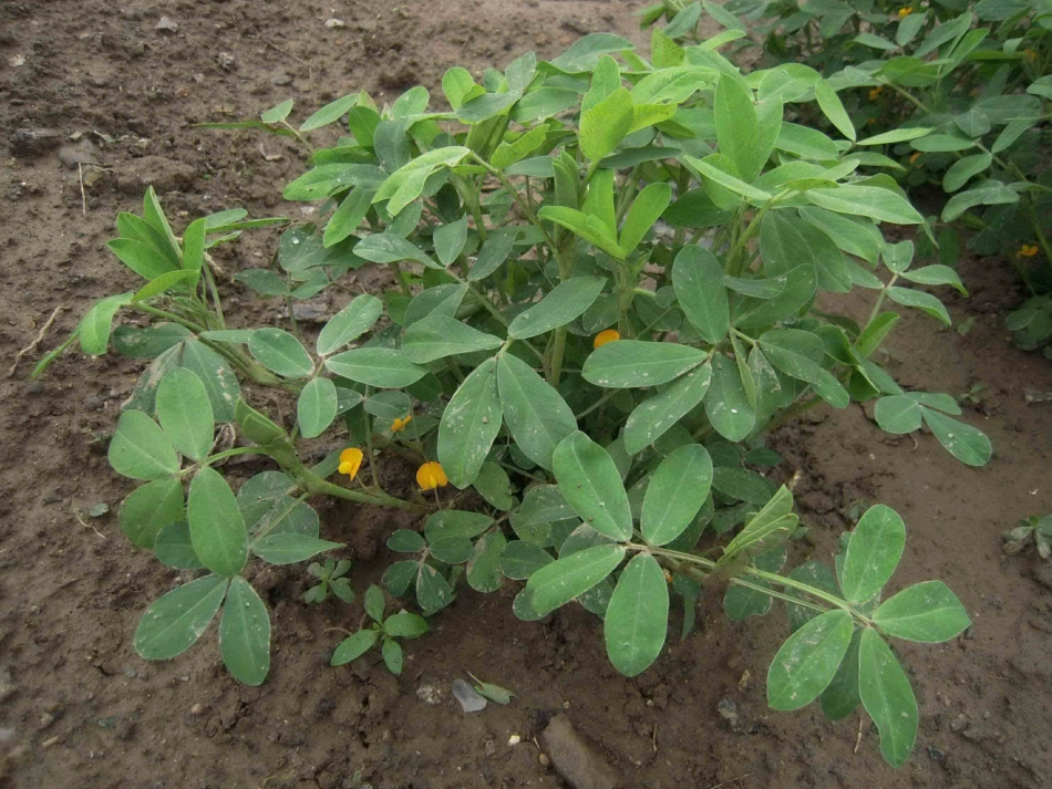 种子的结构课件_第2页