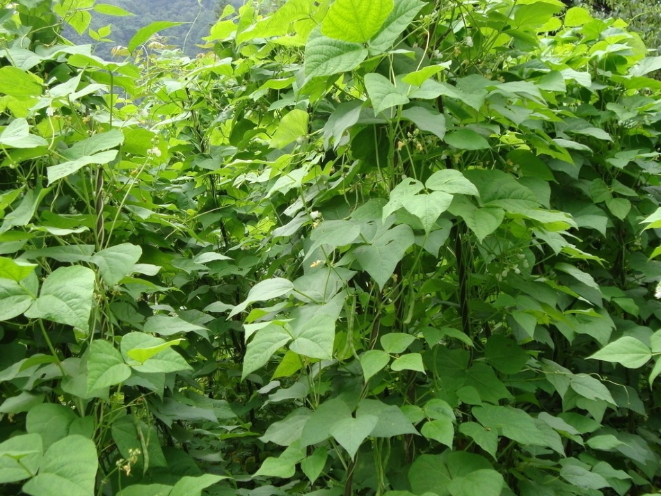 种子的结构课件_第3页