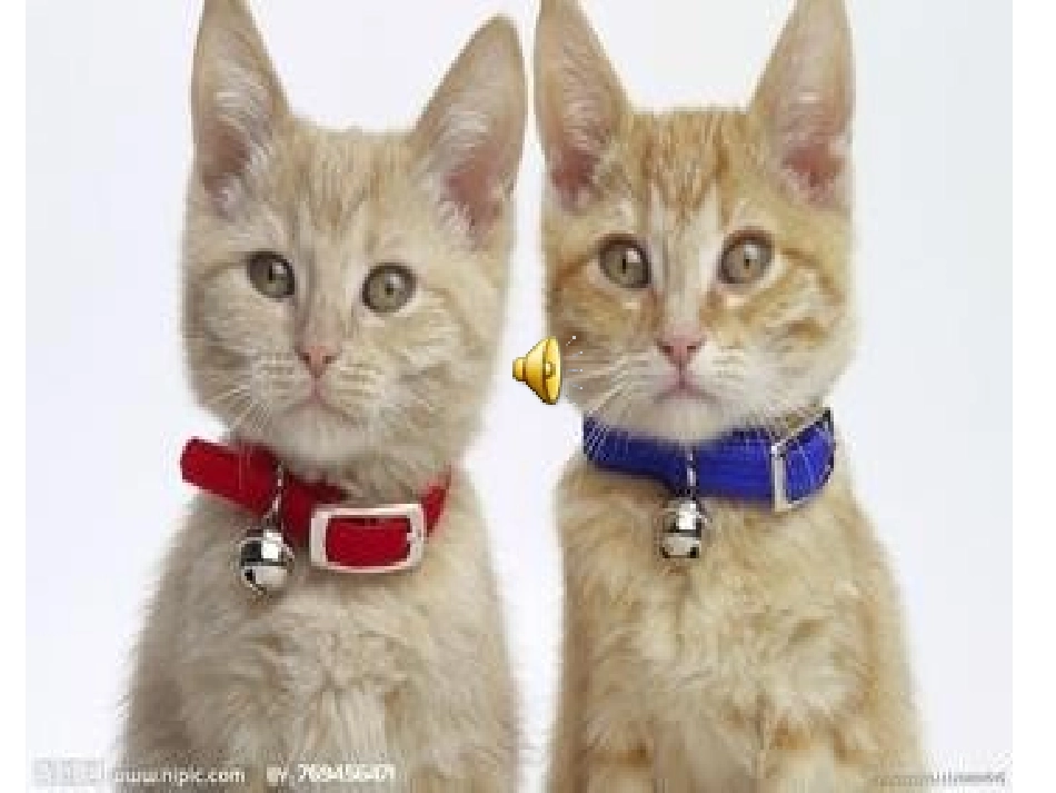 我爱我的小动物_第2页