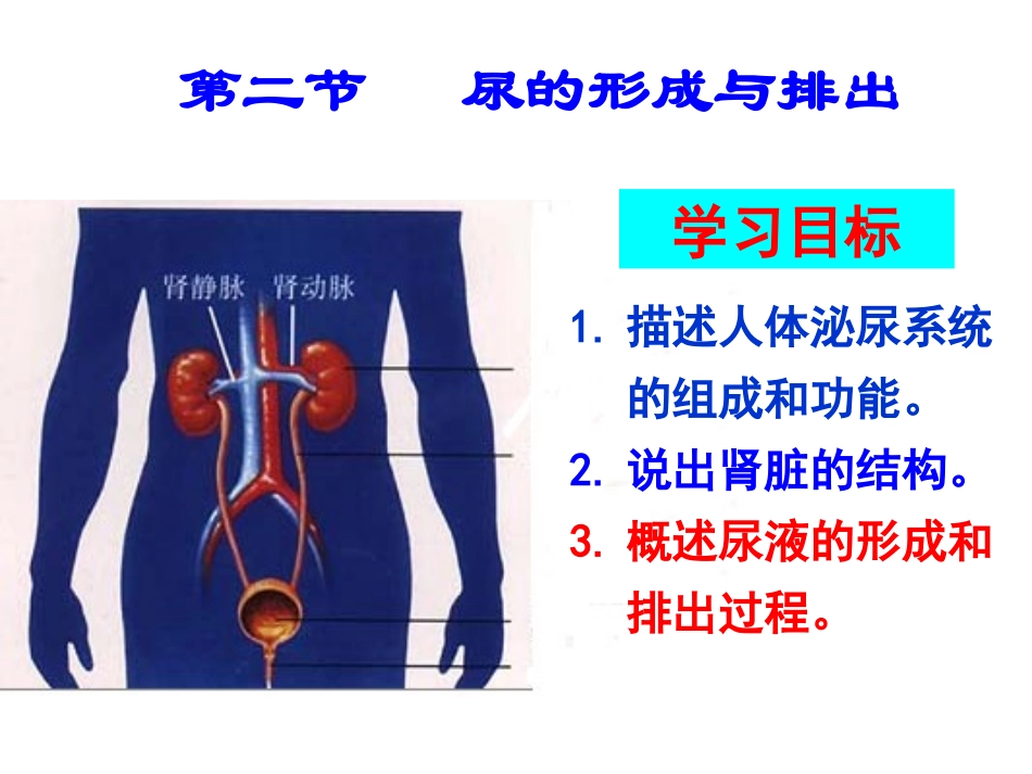 《尿的形成和排出》课件1_第1页