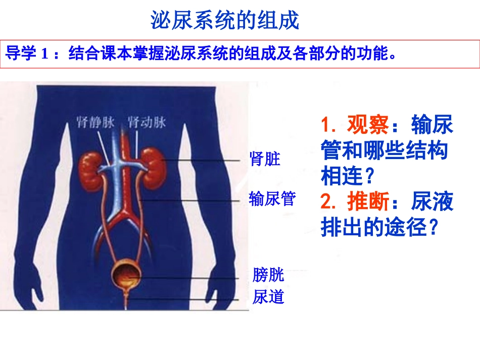 《尿的形成和排出》课件1_第3页