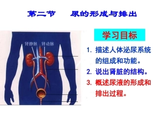 《尿的形成和排出》课件1