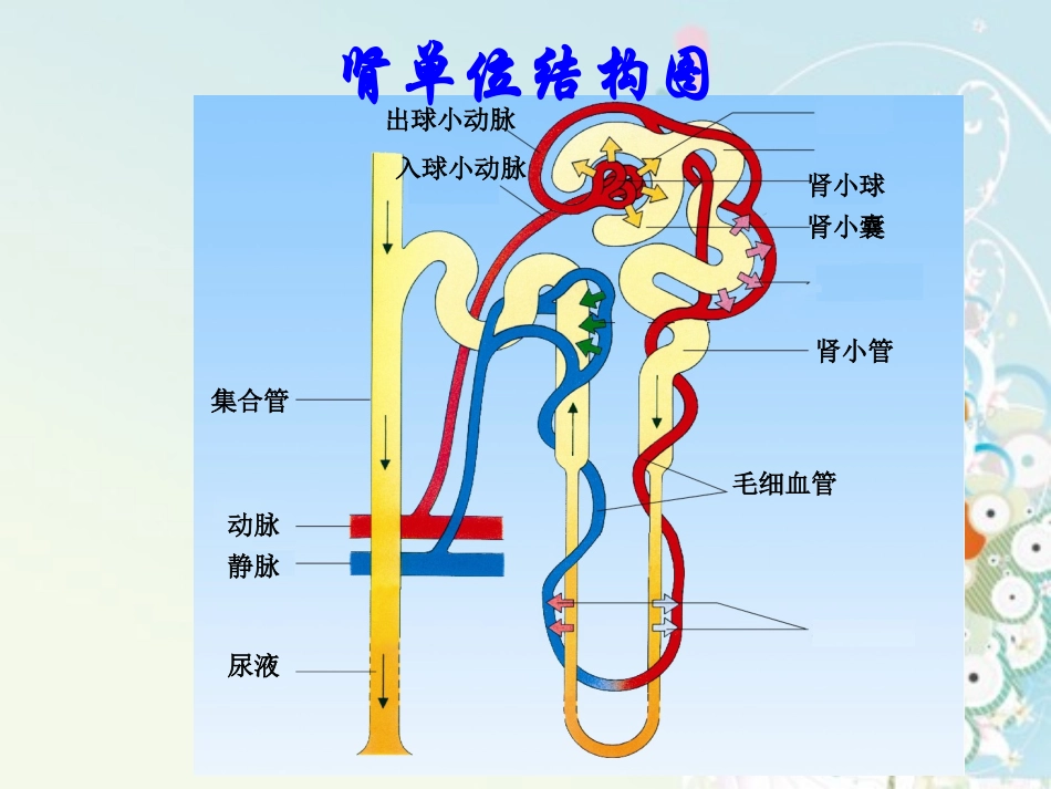 生物：112《人体废物的排出》课件(苏教版七年级下)[1]_第3页