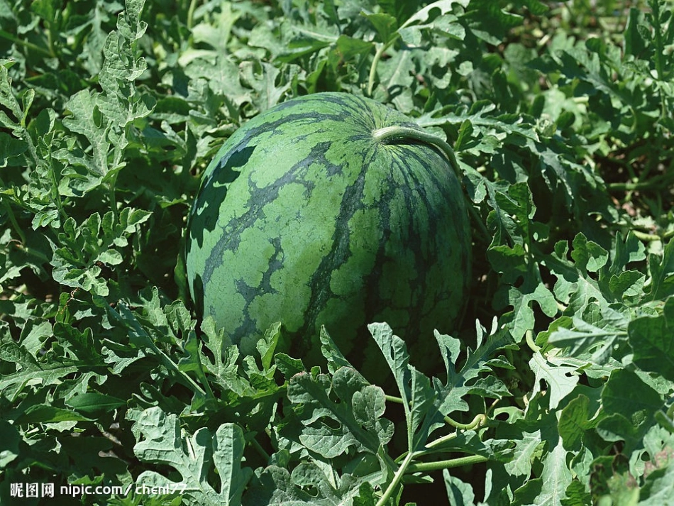 2015苏教版《真分数和假分数》课件_第2页