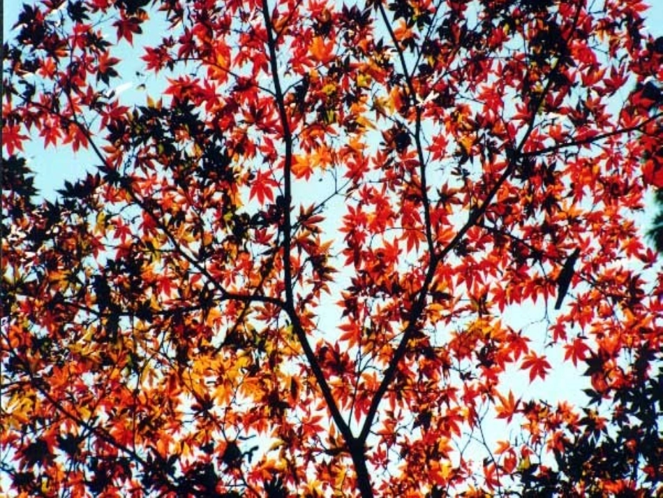 《秋天的图画》课件 (8)_第2页