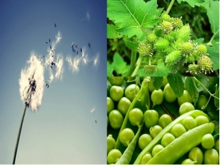 植物妈妈有办法完整版