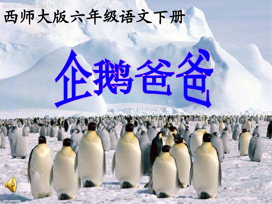 企鹅爸爸课件 (2)_第3页