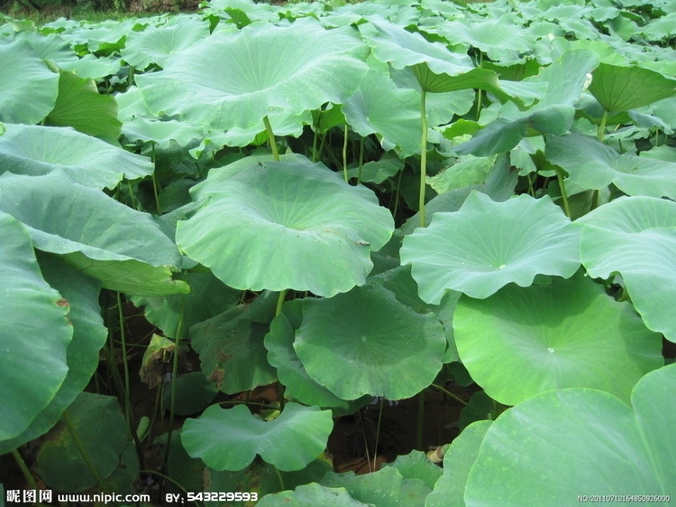 大自然中的伞_第2页