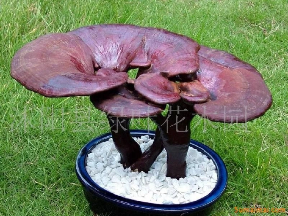 大自然中的伞_第3页