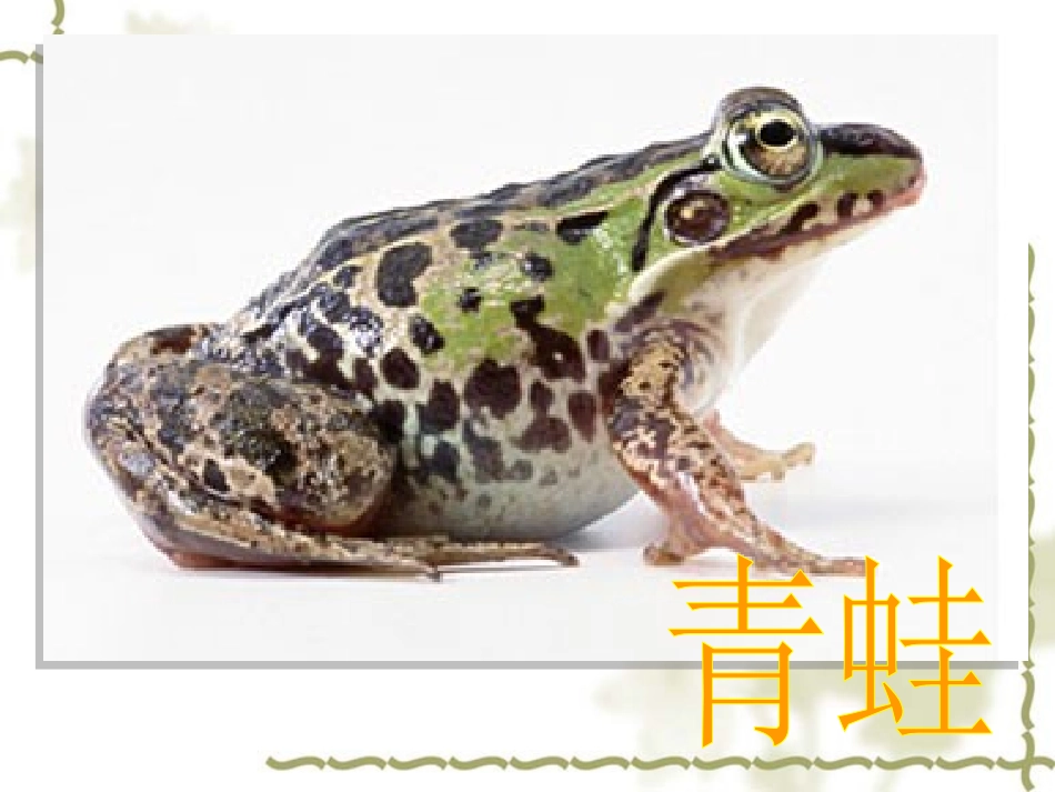 八下7113两栖动物的生殖和发育_第3页