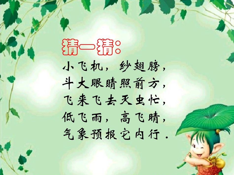 《蜻蜓飞飞》课件_第1页