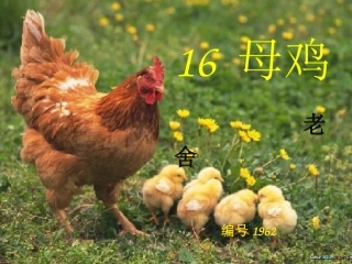 童静《母鸡》