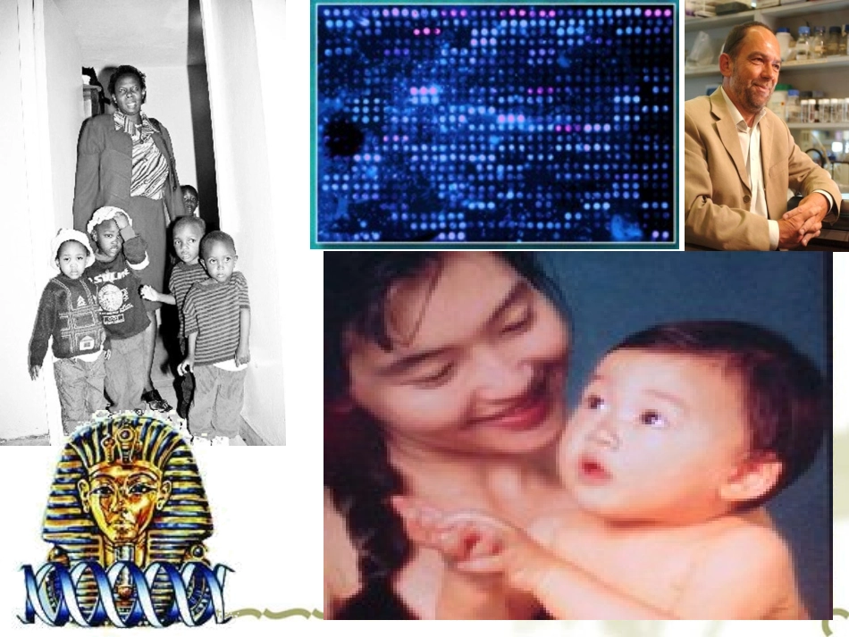 生物必修第二章第三节课件_第2页