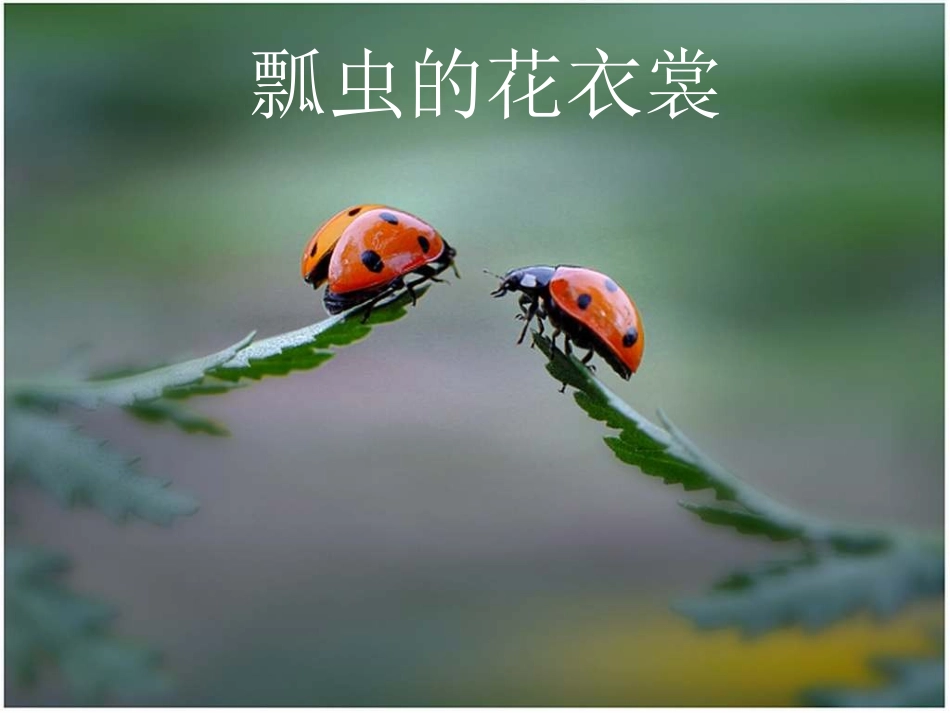 《瓢虫的花衣裳》参考课件_第1页