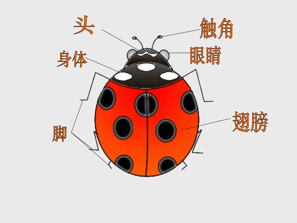 《瓢虫的花衣裳》参考课件_第2页