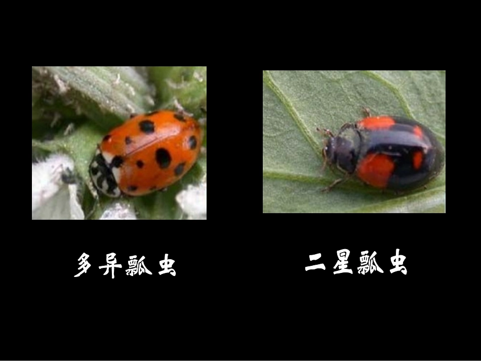 《瓢虫的花衣裳》参考课件_第3页