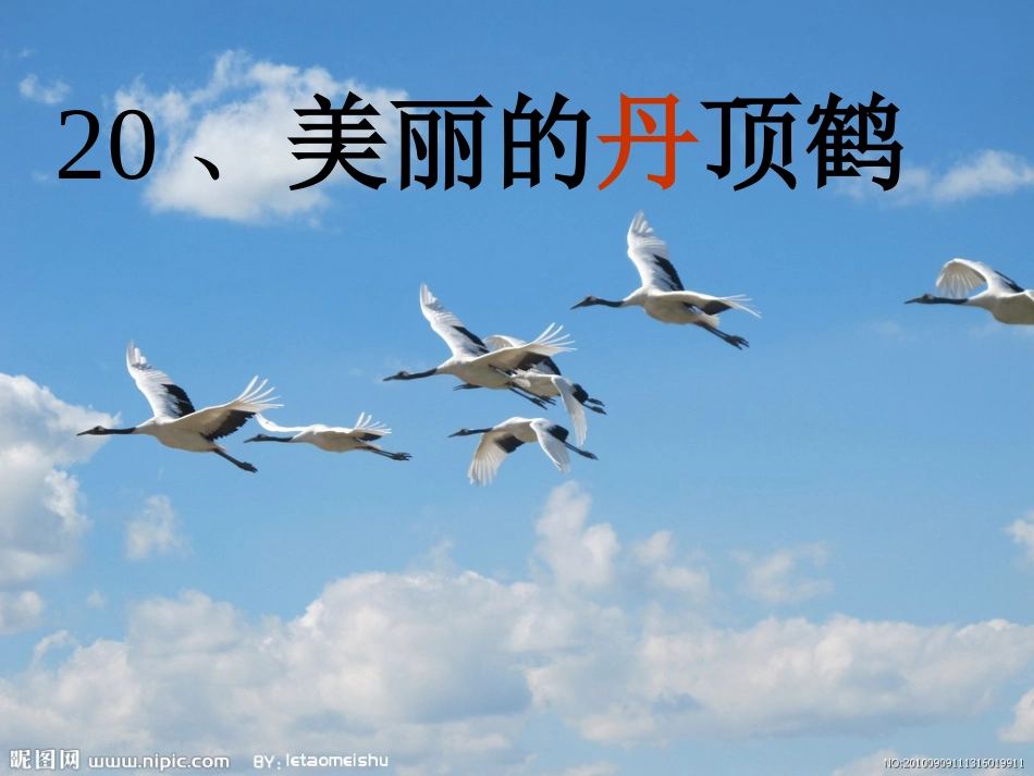 美丽的丹顶鹤 (2)_第1页