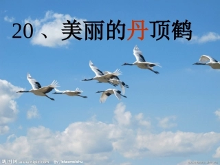 美丽的丹顶鹤 (2)