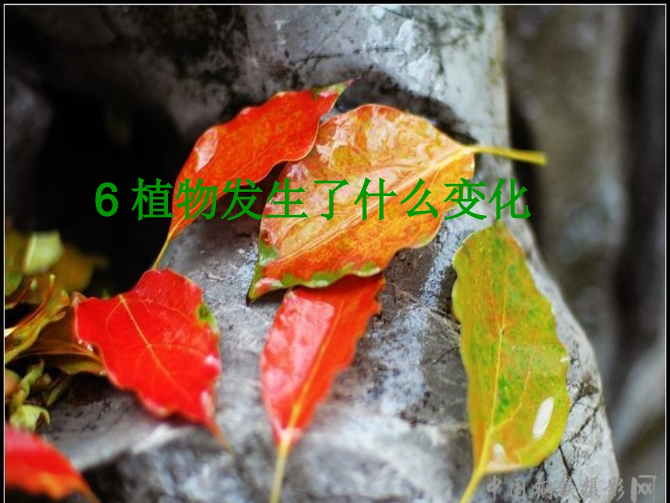 植物发生了什么变化 (2)_第1页
