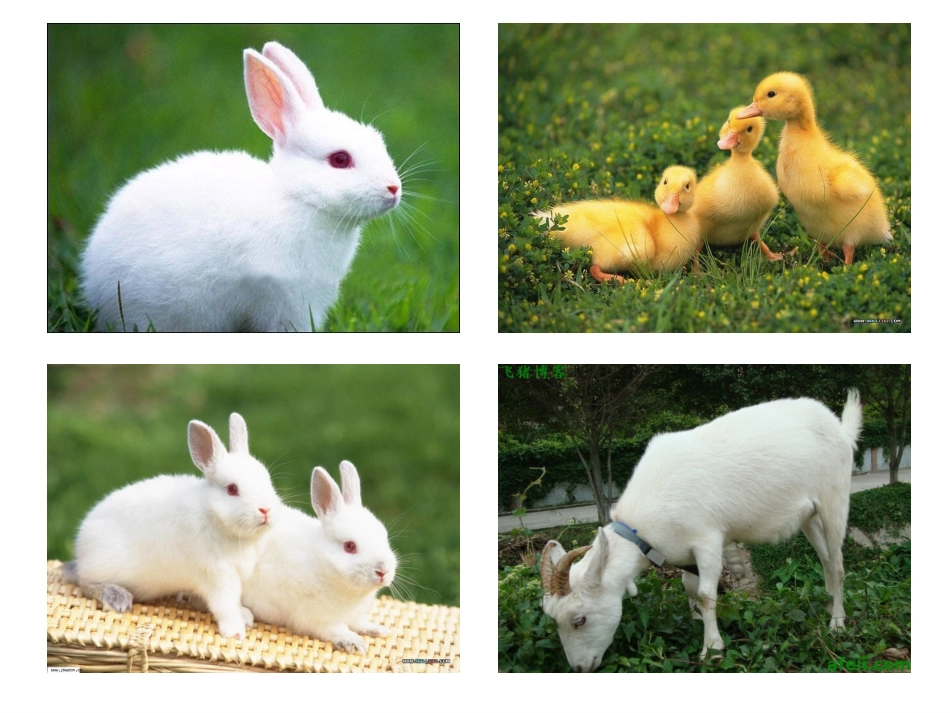 《我喜爱的动物》课件_第3页