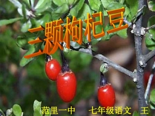 七年级语文下《三颗枸杞豆》精品课件9（共29页）苏教版王娟