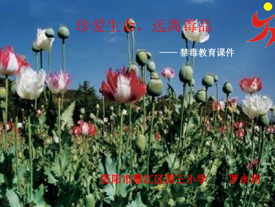 禁毒教案课件_第1页